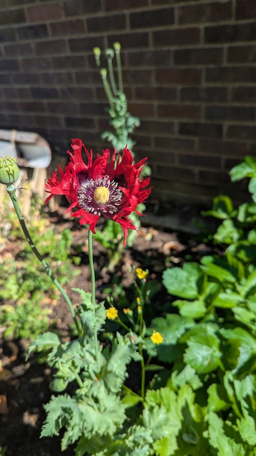 PXL_20250627_081829410
